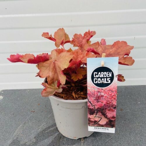 Heuchera 'Cherry Cola' (purperklokje)