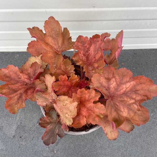 Heuchera 'Cherry Cola' (purperklokje)