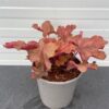 Heuchera 'Cherry Cola' (purperklokje)