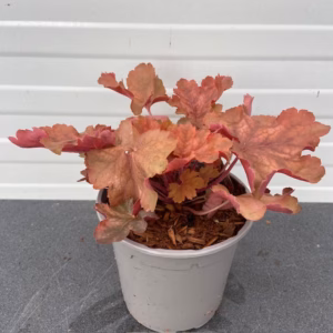 Heuchera 'Cherry Cola' (purperklokje)