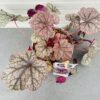 Heuchera 'Silver Scrolls' (purperklokje)