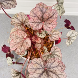 Heuchera 'Silver Scrolls' (purperklokje)