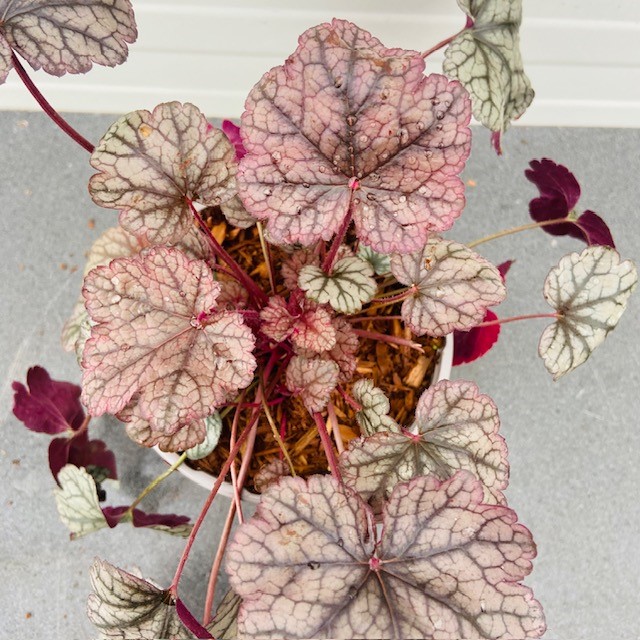 Heuchera 'Silver Scrolls' (purperklokje)