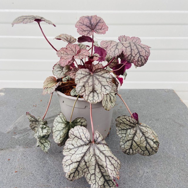 Heuchera 'Silver Scrolls' (purperklokje)