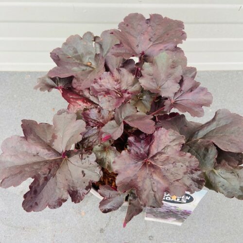 Heuchera 'Obsidian' (purperklokje)