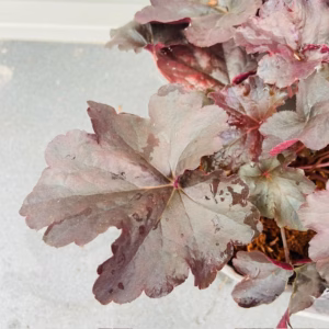 Heuchera 'Obsidian' (purperklokje)