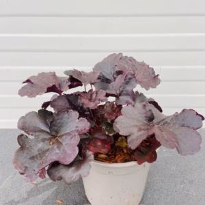 Heuchera 'Obsidian' (purperklokje)