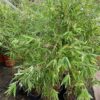 Bamboe Fargesia nitida Black Pearl 80 -100 cm in 2,5 liter pot