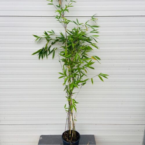 Bamboe Fargesia nitida Black Pearl 80 -100 cm in 2,5 liter pot