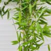 Bamboe Fargesia nitida Black Pearl 80 -100 cm in 2,5 liter pot