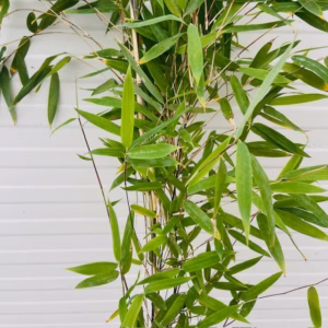 Bamboe Fargesia nitida Black Pearl 80 -100 cm in 2,5 liter pot