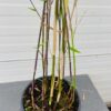 Bamboe Fargesia nitida Black Pearl 80 -100 cm in 2,5 liter pot