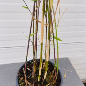 Bamboe Fargesia nitida Black Pearl 80 -100 cm in 2,5 liter pot