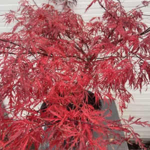 Acer pal. Garnet 60 cm (Japanse Esdoorn)