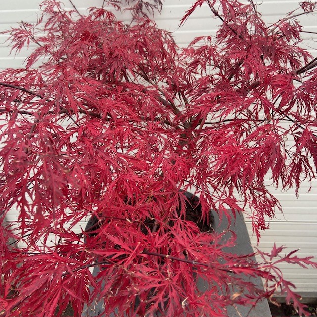 Acer pal. Garnet 60 cm (Japanse Esdoorn)