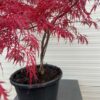 Acer pal. Garnet 60 cm (Japanse Esdoorn)
