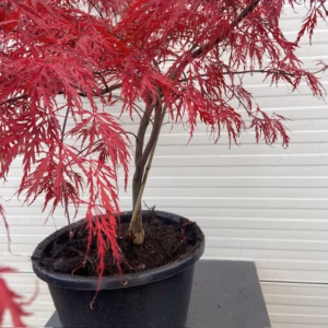 Acer pal. Garnet 60 cm (Japanse Esdoorn)