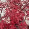 Acer pal. Garnet 60 cm (Japanse Esdoorn)
