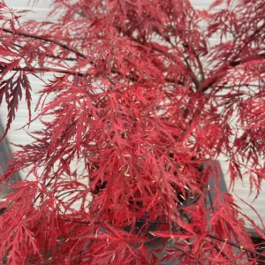 Acer pal. Garnet 60 cm (Japanse Esdoorn)