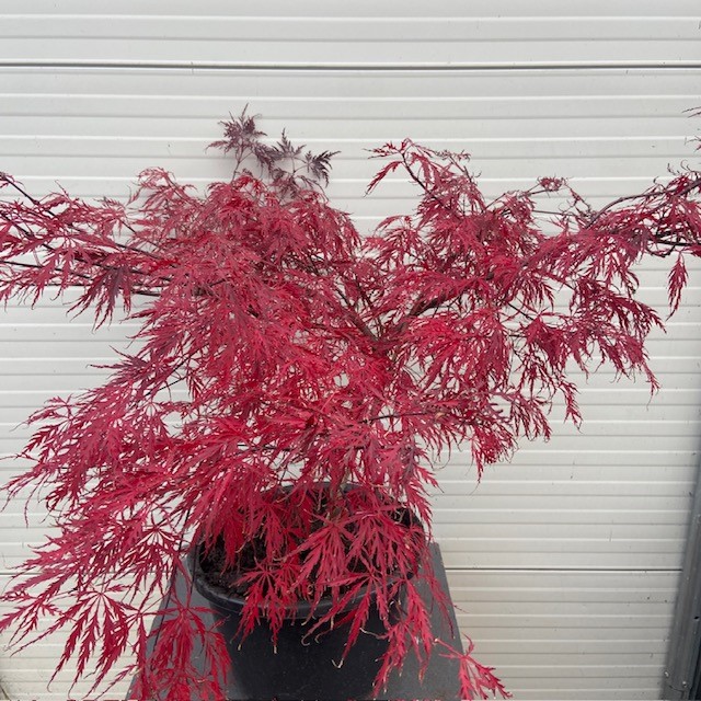 Acer pal. Garnet 60 cm (Japanse Esdoorn)