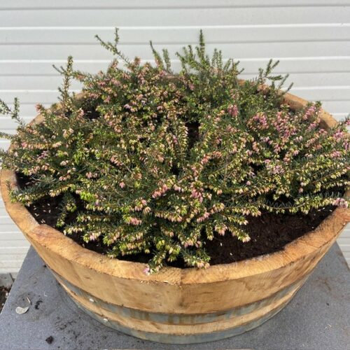 Bloemkuip van portvat beplant met Winter Heide (Erica carnea)