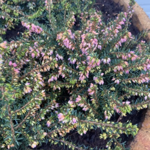 Bloemkuip van portvat beplant met Winter Heide (Erica carnea)
