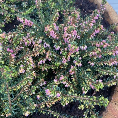 Bloemkuip van portvat beplant met Winter Heide (Erica carnea)