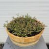 Bloemkuip van portvat beplant met Winter Heide (Erica carnea)