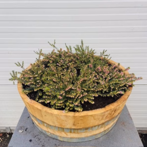 Bloemkuip van portvat beplant met Winter Heide (Erica carnea)