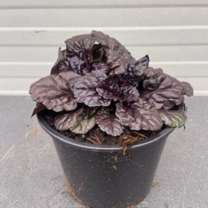 Ajuga Reptans 'Black Scallop' (Kruipend zenegroen)
