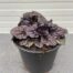 Ajuga Reptans 'Black Scallop' (Kruipend zenegroen)