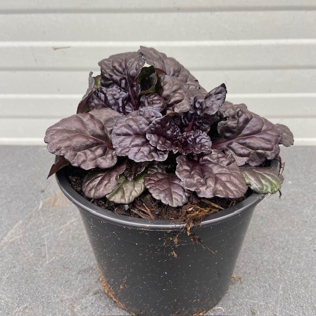 Ajuga Reptans 'Black Scallop' (Kruipend zenegroen)