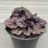 Ajuga Reptans 'Black Scallop' (Kruipend zenegroen)
