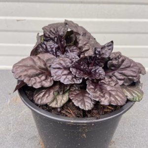 Ajuga Reptans 'Black Scallop' (Kruipend zenegroen)