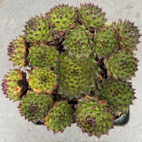 Sempervivum 'Black Top' (Huislook of vetkruid)