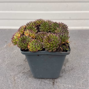Sempervivum 'Black Top' (Huislook of vetkruid)