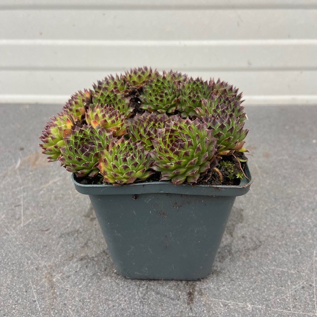 Sempervivum 'Black Top' (Huislook of vetkruid)