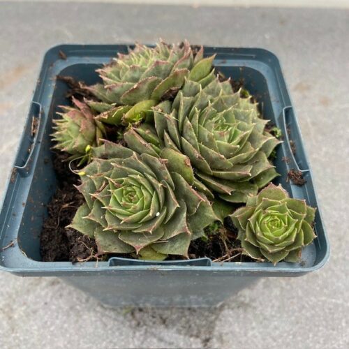 Sempervivum 'Felmaier' (Huislook of vetkruid)