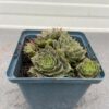 Sempervivum 'Felmaier' (Huislook of vetkruid)