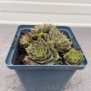 Sempervivum 'Felmaier' (Huislook of vetkruid)