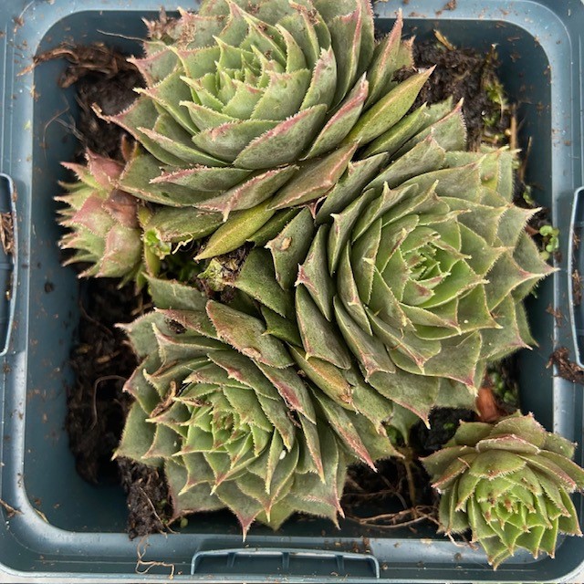 Sempervivum 'Felmaier' (Huislook of vetkruid)