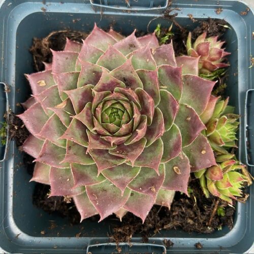 Sempervivum 'Commander Hay' (Huislook of vetkruid)