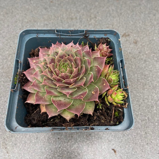 Sempervivum 'Commander Hay' (Huislook of vetkruid)