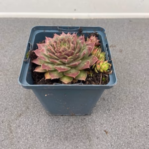 Sempervivum 'Commander Hay' (Huislook of vetkruid)