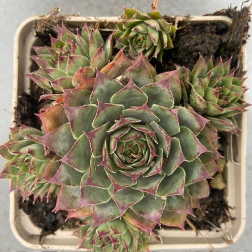 Sempervivum 'Lipari' (Huislook of vetkruid)