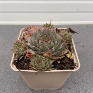 Sempervivum 'Lipari' (Huislook of vetkruid)