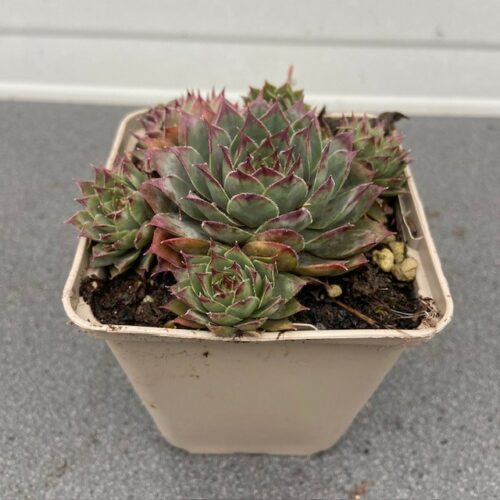 Sempervivum 'Lipari' (Huislook of vetkruid)