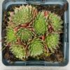 Sempervivum 'Silberkarneol' (Huislook of vetkruid)