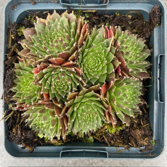 Sempervivum 'Silberkarneol' (Huislook of vetkruid)