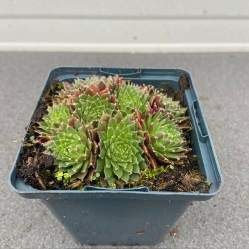 Sempervivum 'Silberkarneol' (Huislook of vetkruid)